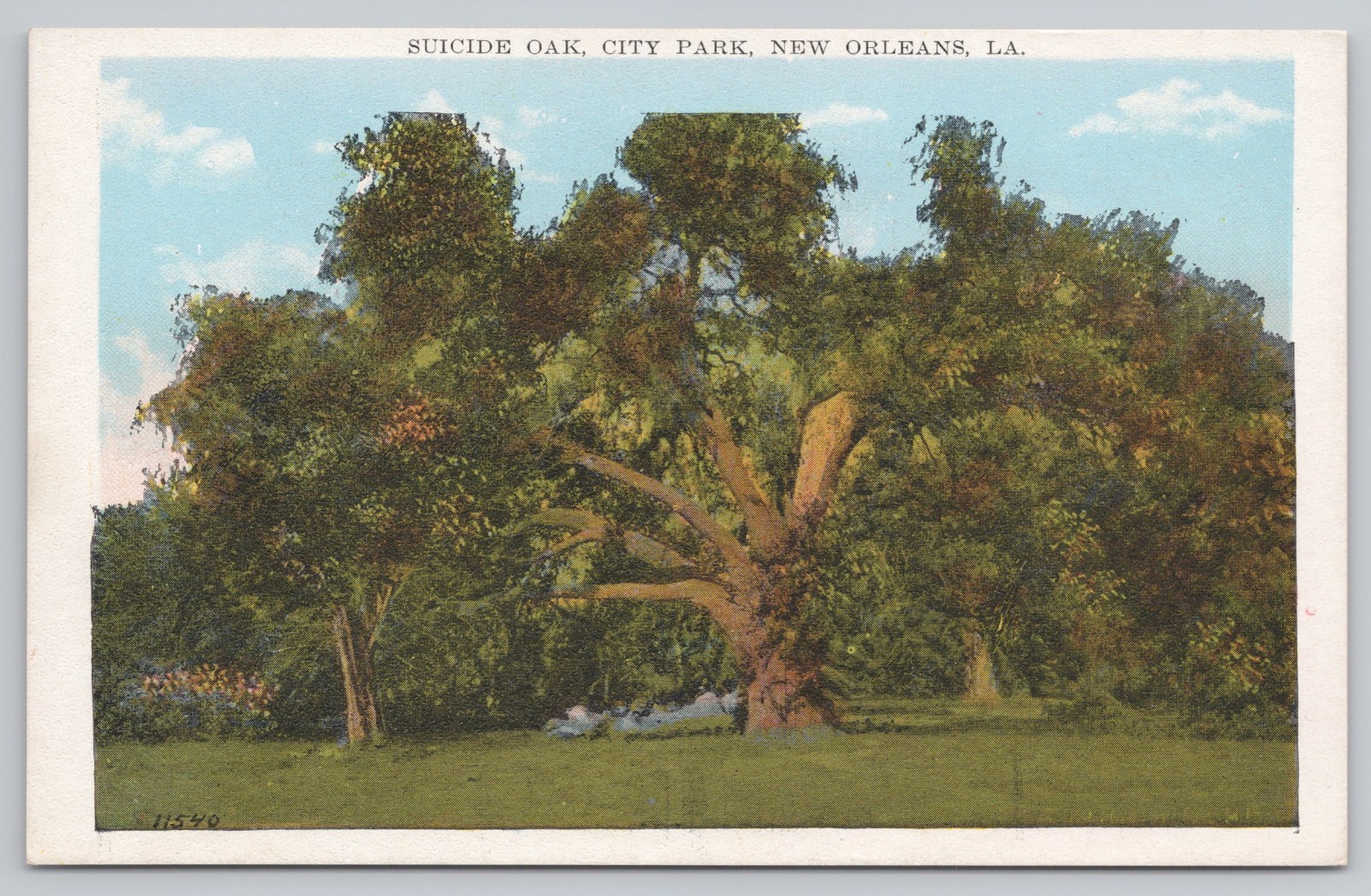 Antique New Orleans Suicide Oak c1910 City Park Louisiana Historic Tree Postcard