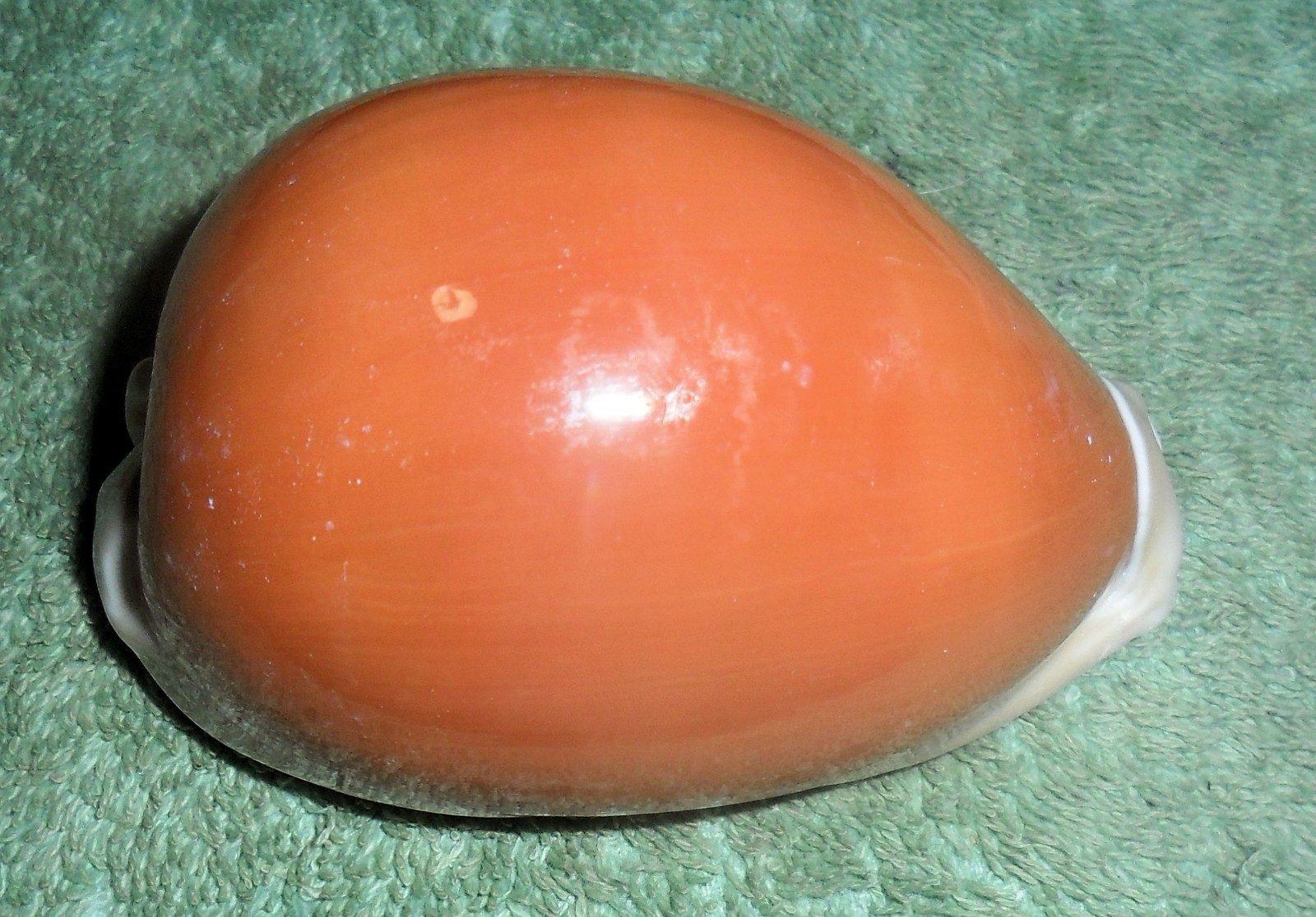 PH RFM 86712 Cypraea aurantium Gmelin 1791 83mm F++/Gem Samar, Philippines by ho