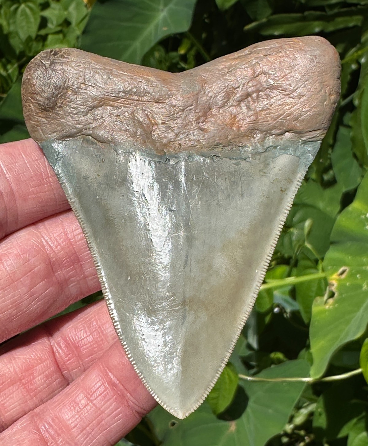 MEGALODON SHARK TOOTH FOSSIL Indonesian restored Indonesia Carcharocles Meg
