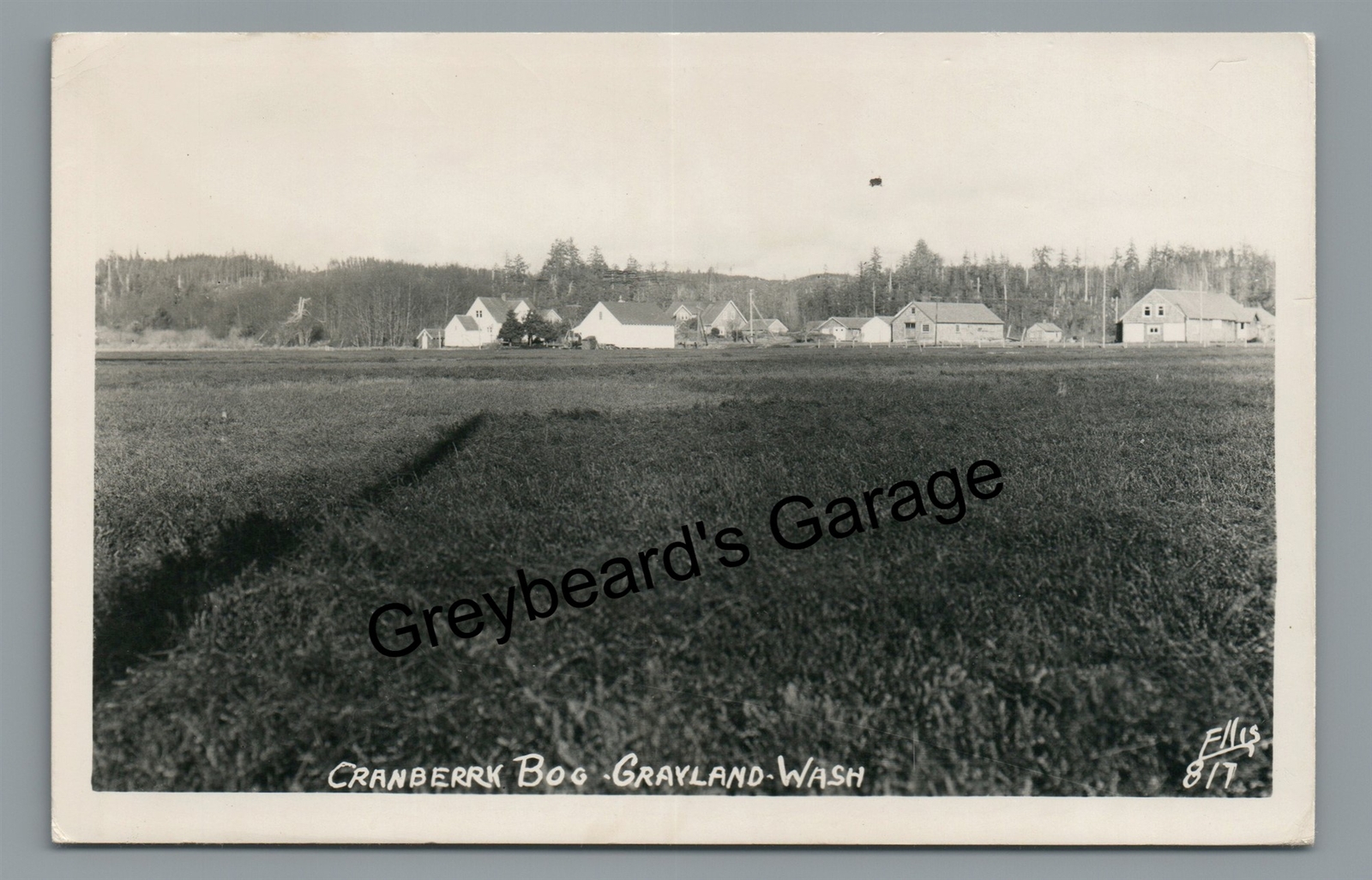 RPPC Cranberry Bog GRAYLAND WA Washington Vintage Real Photo Postcard