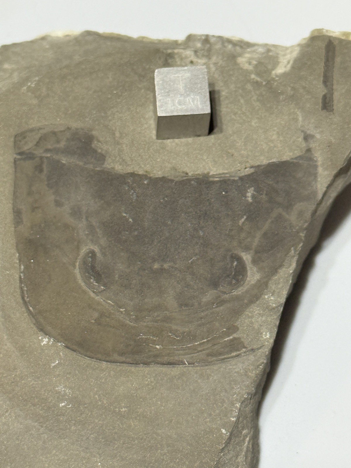 Eurypterid Fossil- From Canada-Sea scorpion- Silurian Era e6