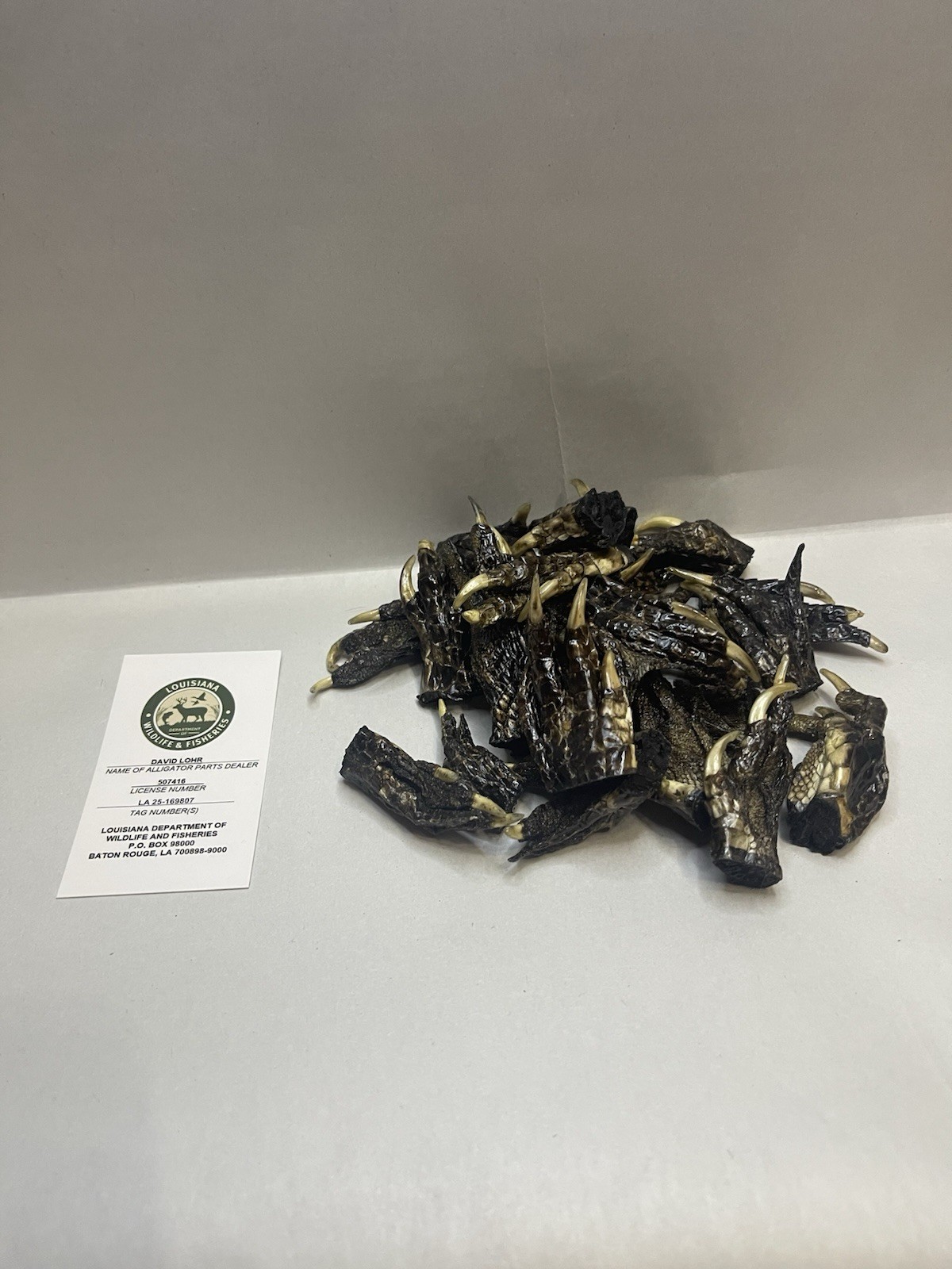 Lot Of 25 Small American Alligator Feet 1-2” Louisiana