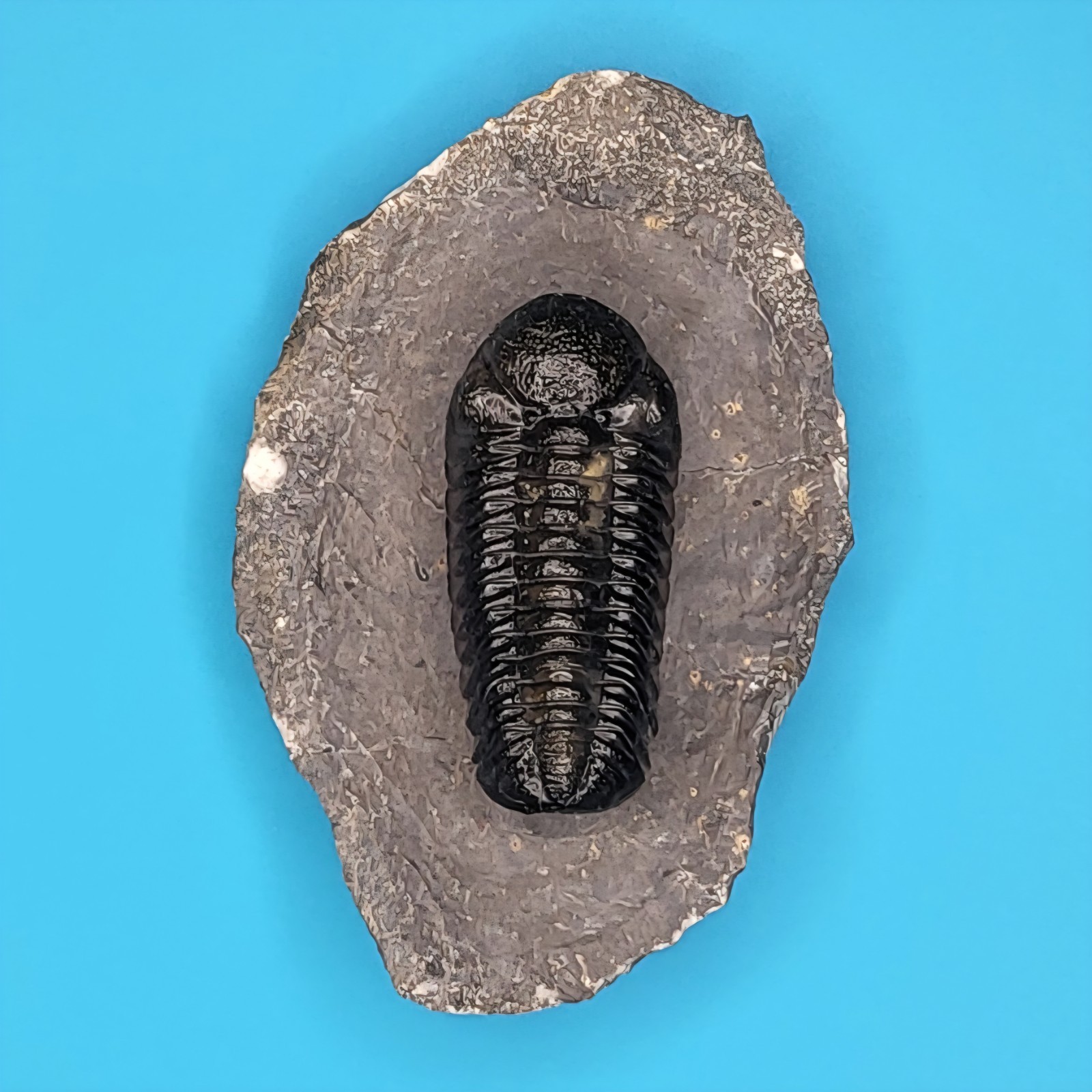Phacops Rana Fossil Trilobite Alnif, Morocco Museum Quality Preparation #1