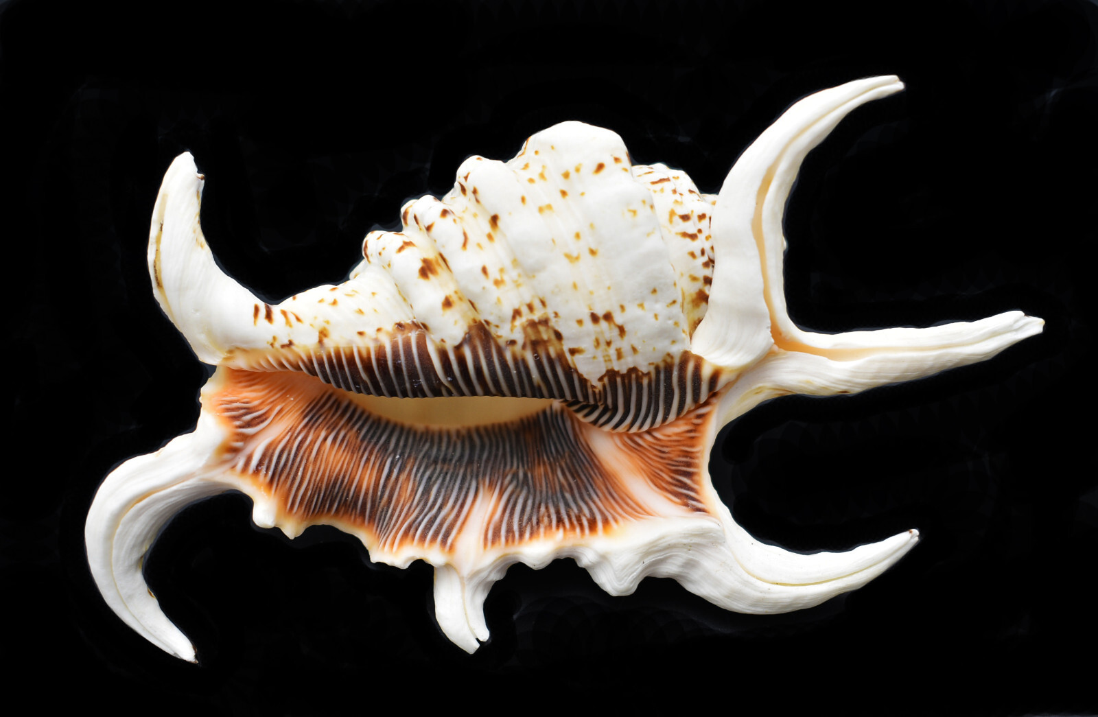 One Beautiful Spyder Conch Shell (Lambis Chiragra) 4-5