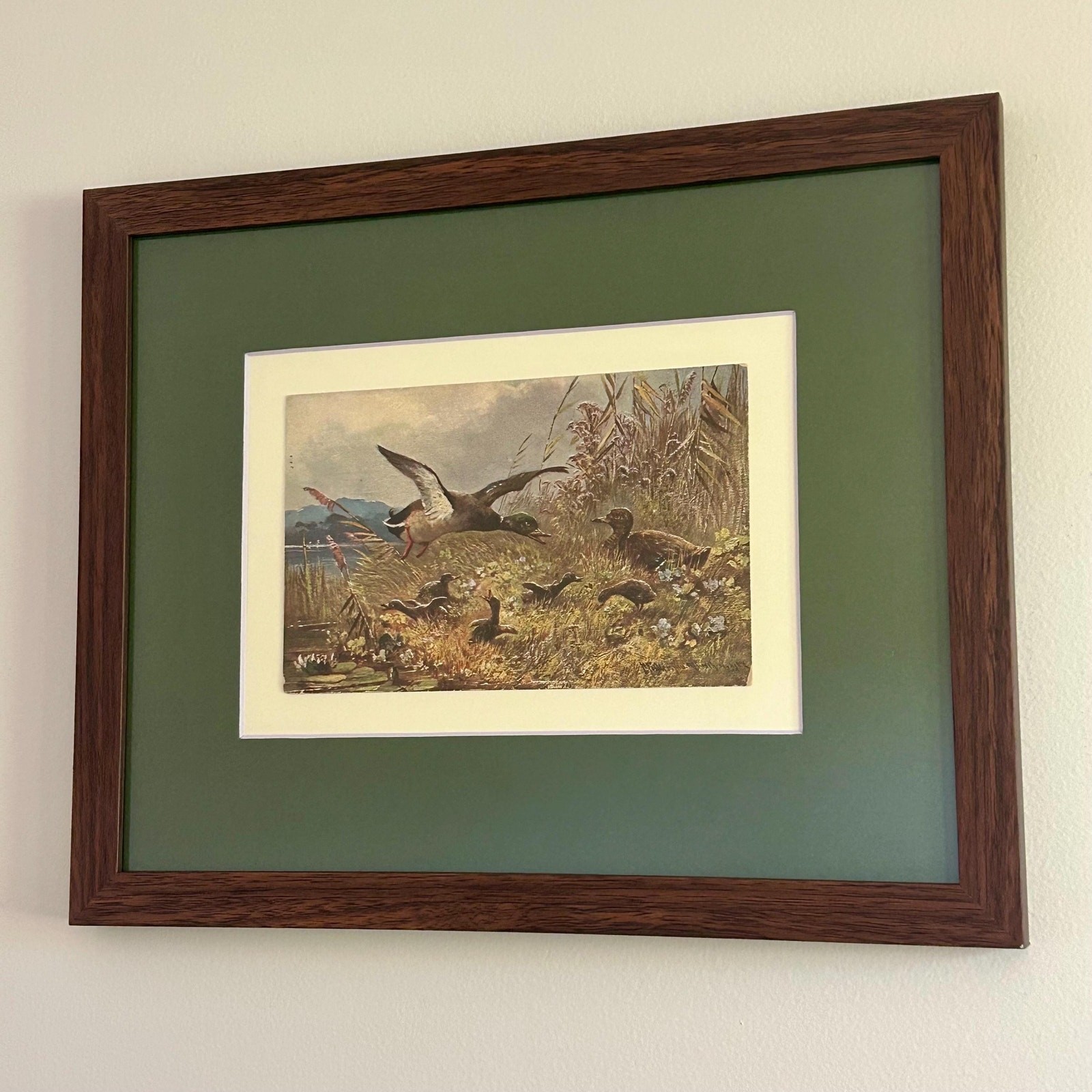 Antique Mallard Duck Framed Wall Art Original German Postcard 9x11 Cabin Decor
