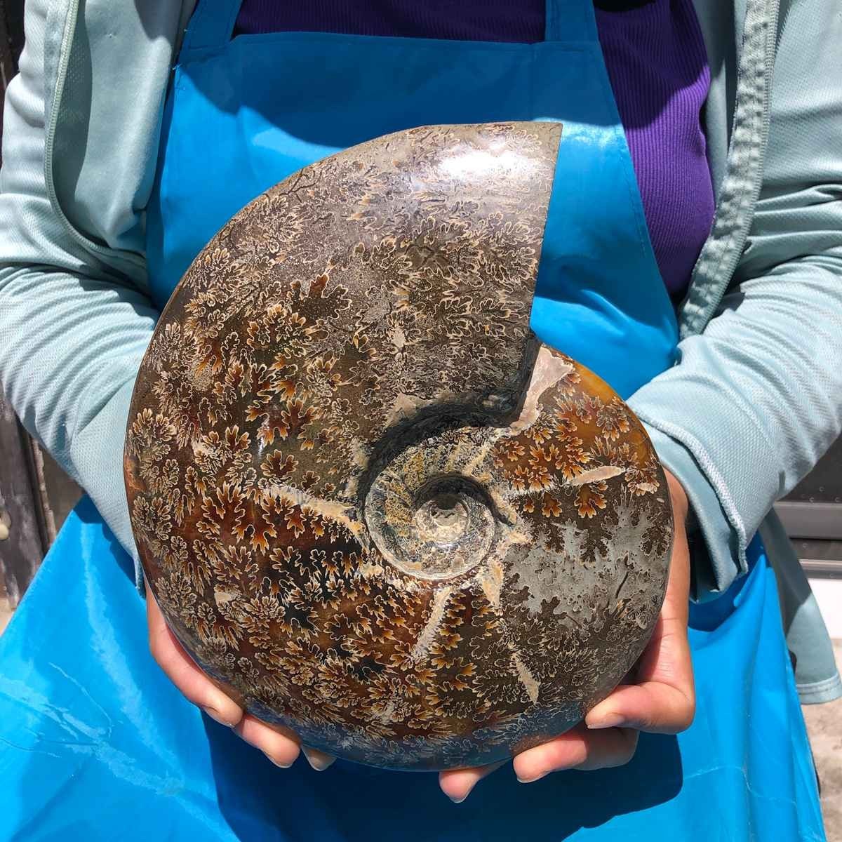 4.75 LB Natural Ammonite Fossil Specimen Home Table Decor Healing Stone 6822