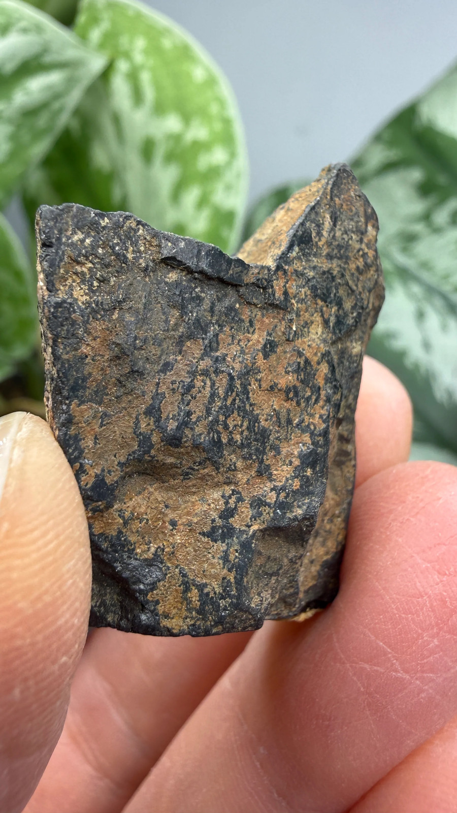 Tantalite- Hill City Mining District, Pennington County, South Dakota, USA