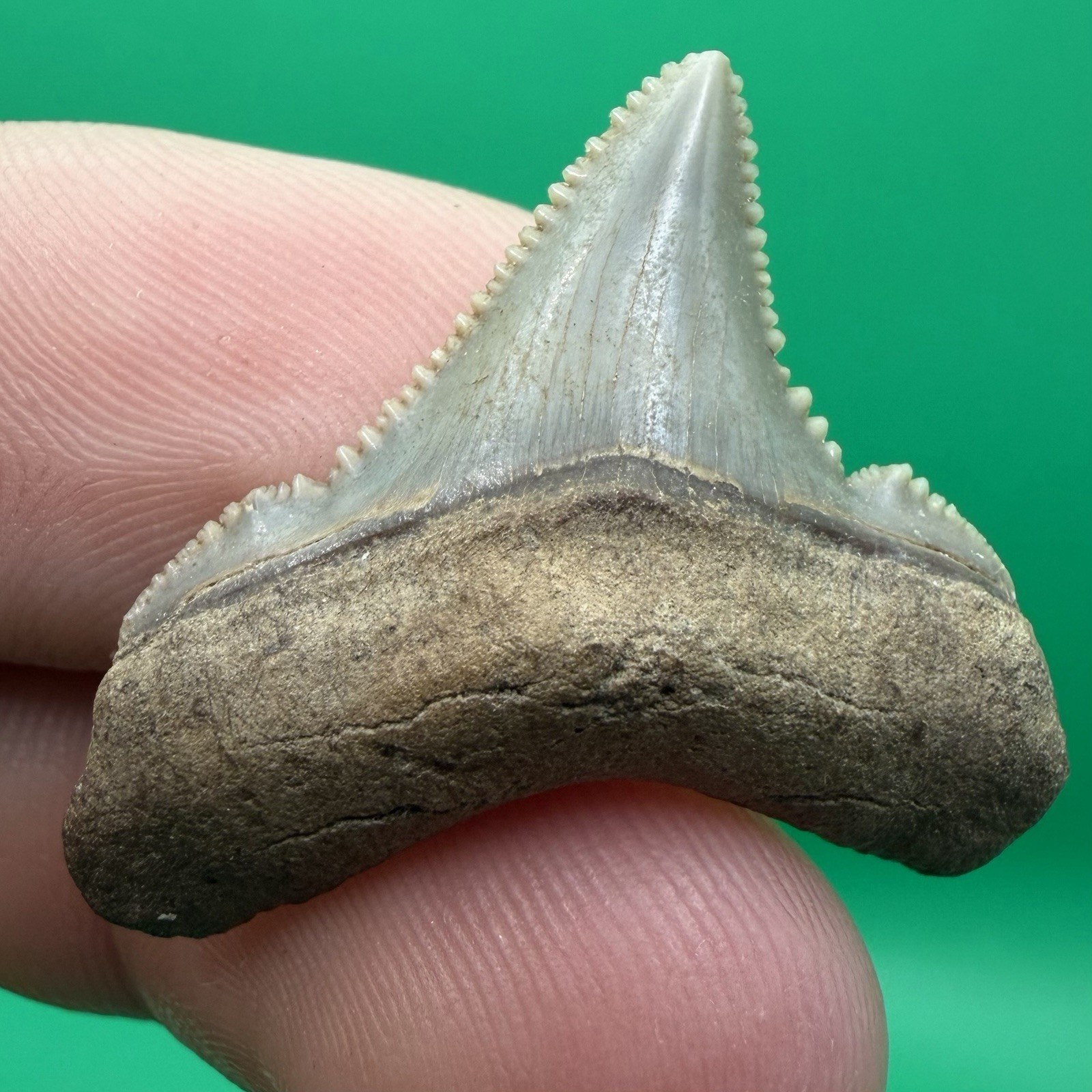 GEM QUALITY BUTTON ANGUSTIDENS SHARK TOOTH 1.25” JUVENILE SHARK TOOTH