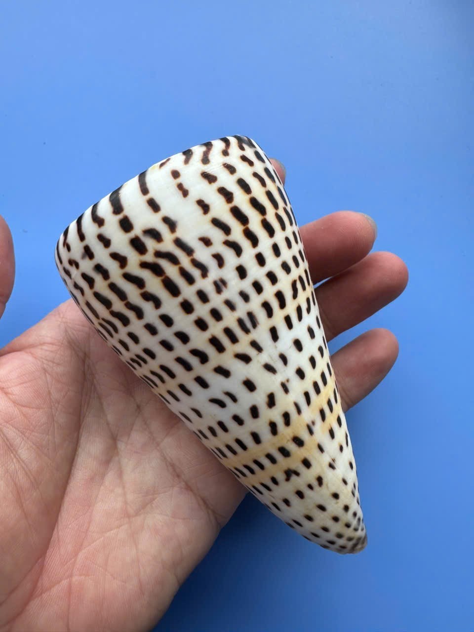 110.7mm | Conus litteratus |Nice size | Nice shell| Polished lip