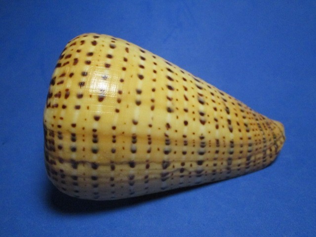 Conus betulinus f. alternans (Dautzenberg, 1937) 