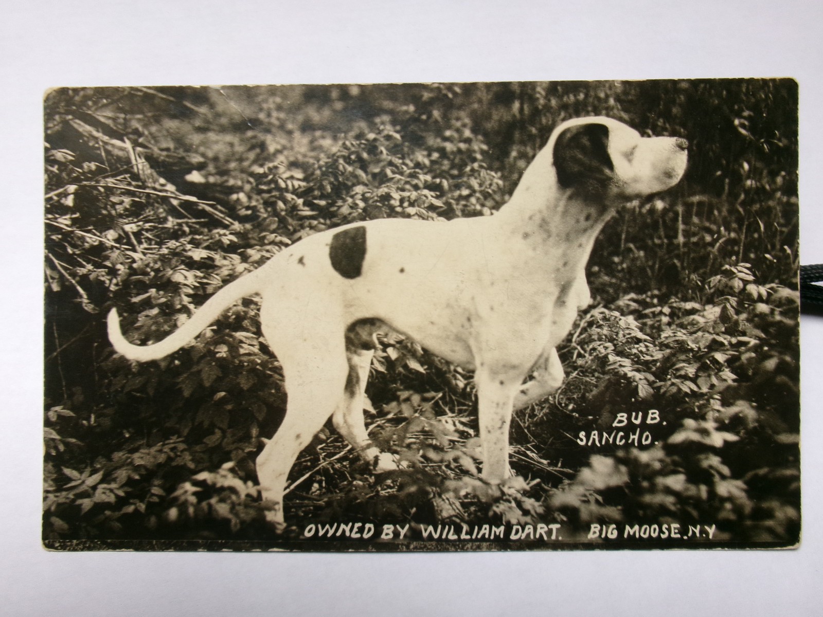 BIG MOOSE NY  DARTS CAMP DOG INLET NY BEACH RPPC  = ADIRONDACKS FULTON CHAIN =