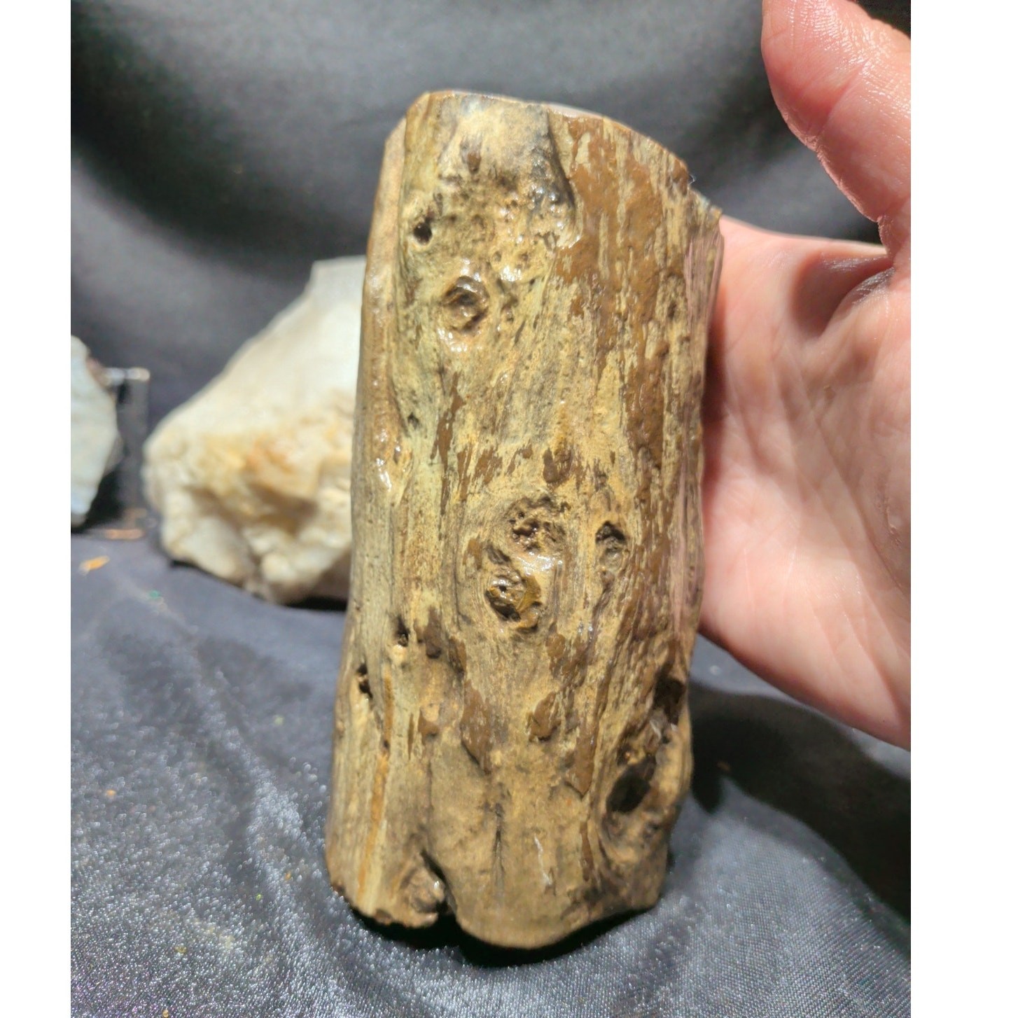 Petrified Zimbabwe Wood Polished Specimen (2lbs 10oz)