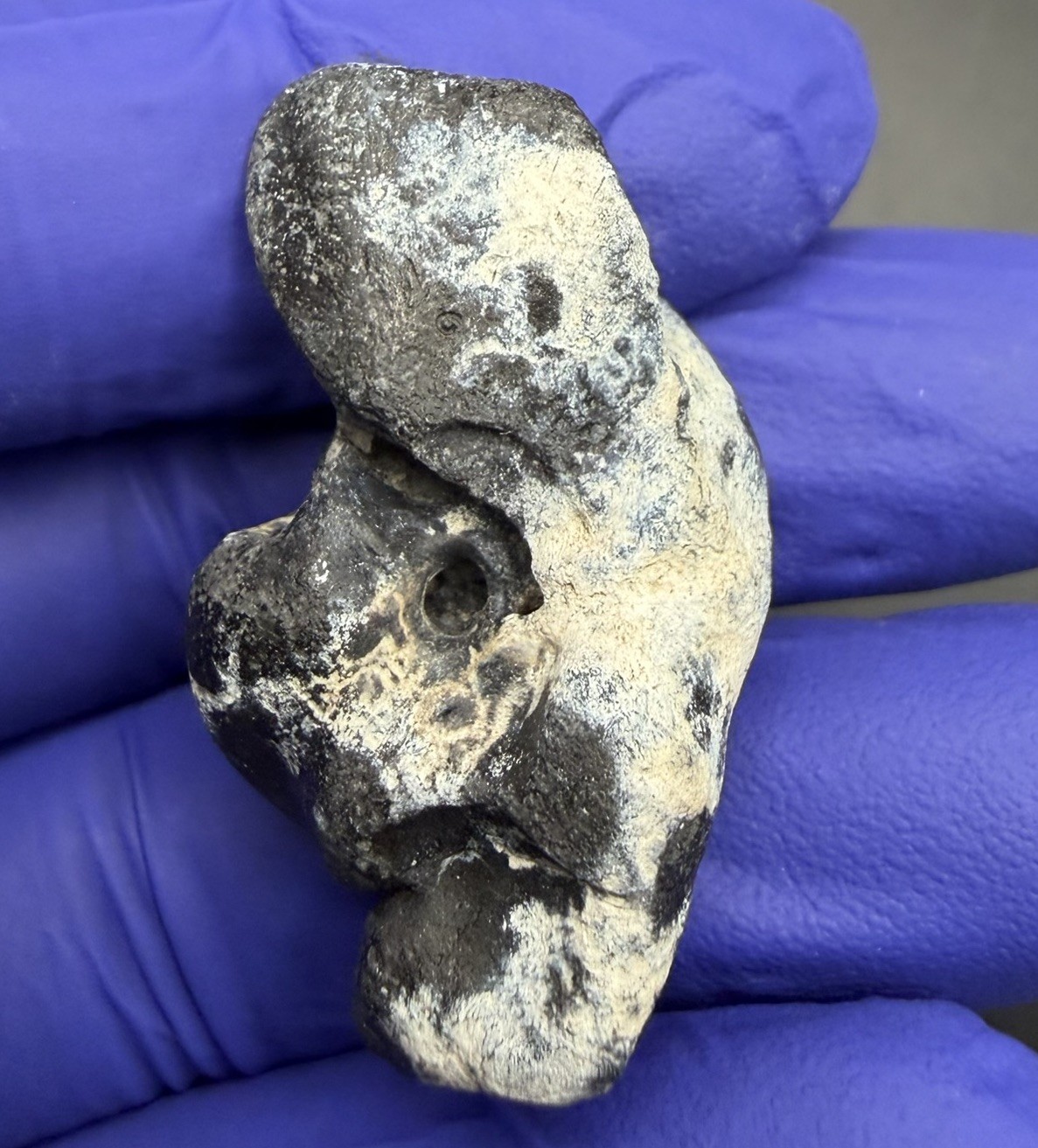 Quality Periotic Inner Ear Bone Cetacean Fossil Manatee Co. FL