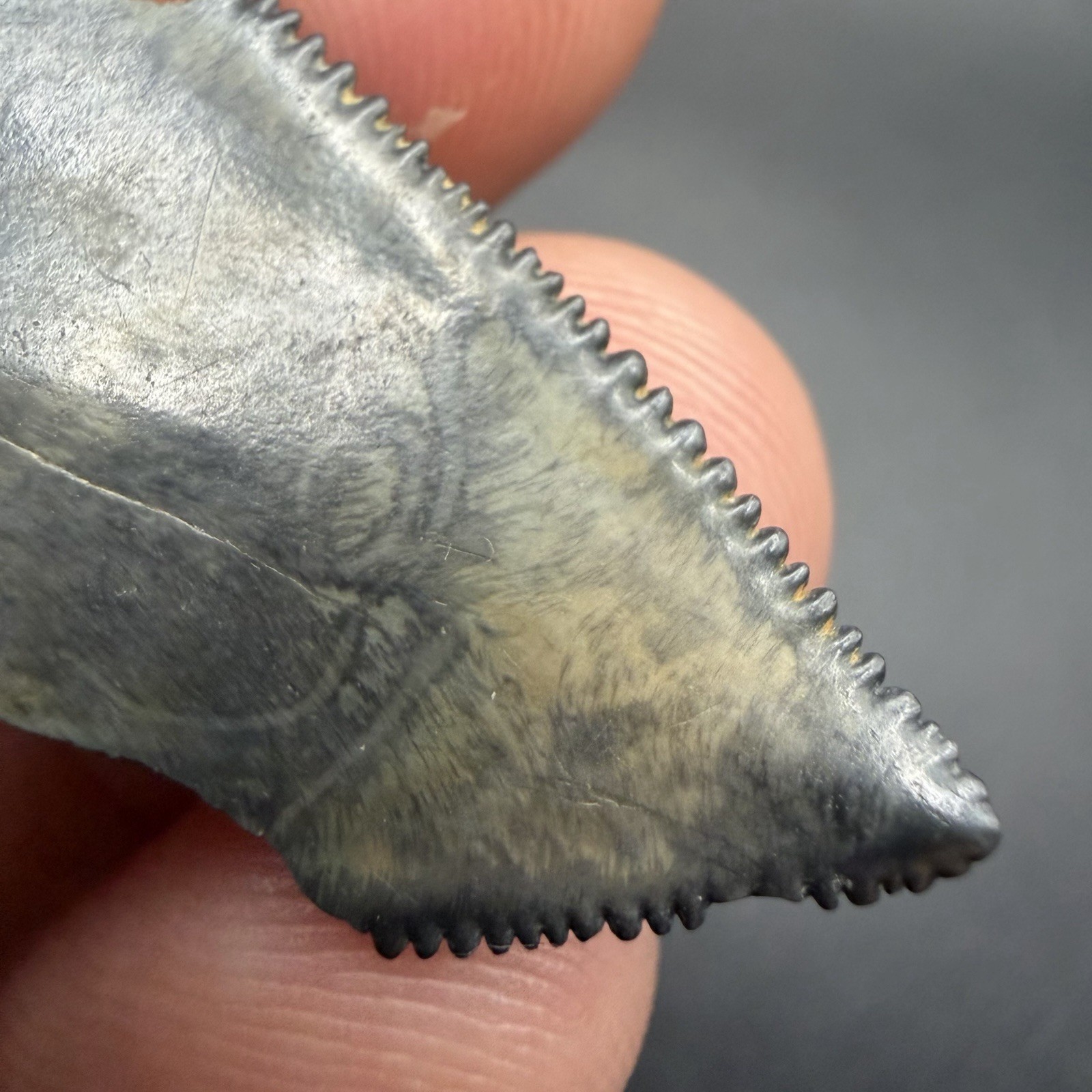Great White Shark Tooth Fossil SWFL 1.71” All Natural 