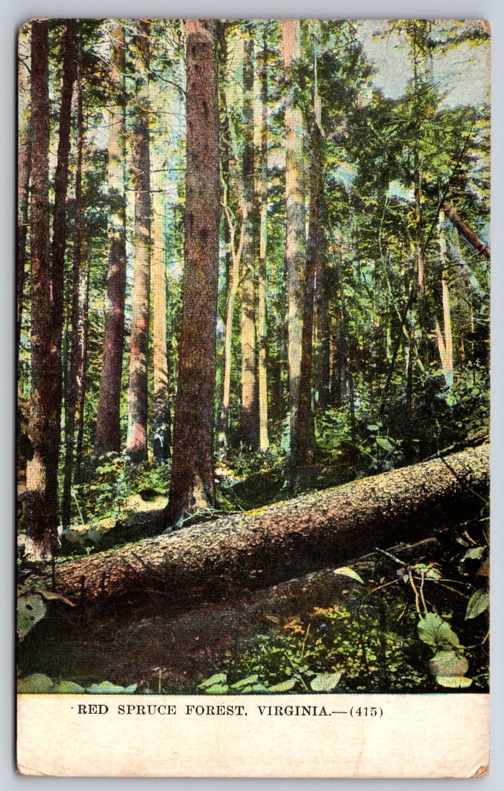 Red Spruce Forest Virginia Pine Mountain Grayson County 1909 Postcard