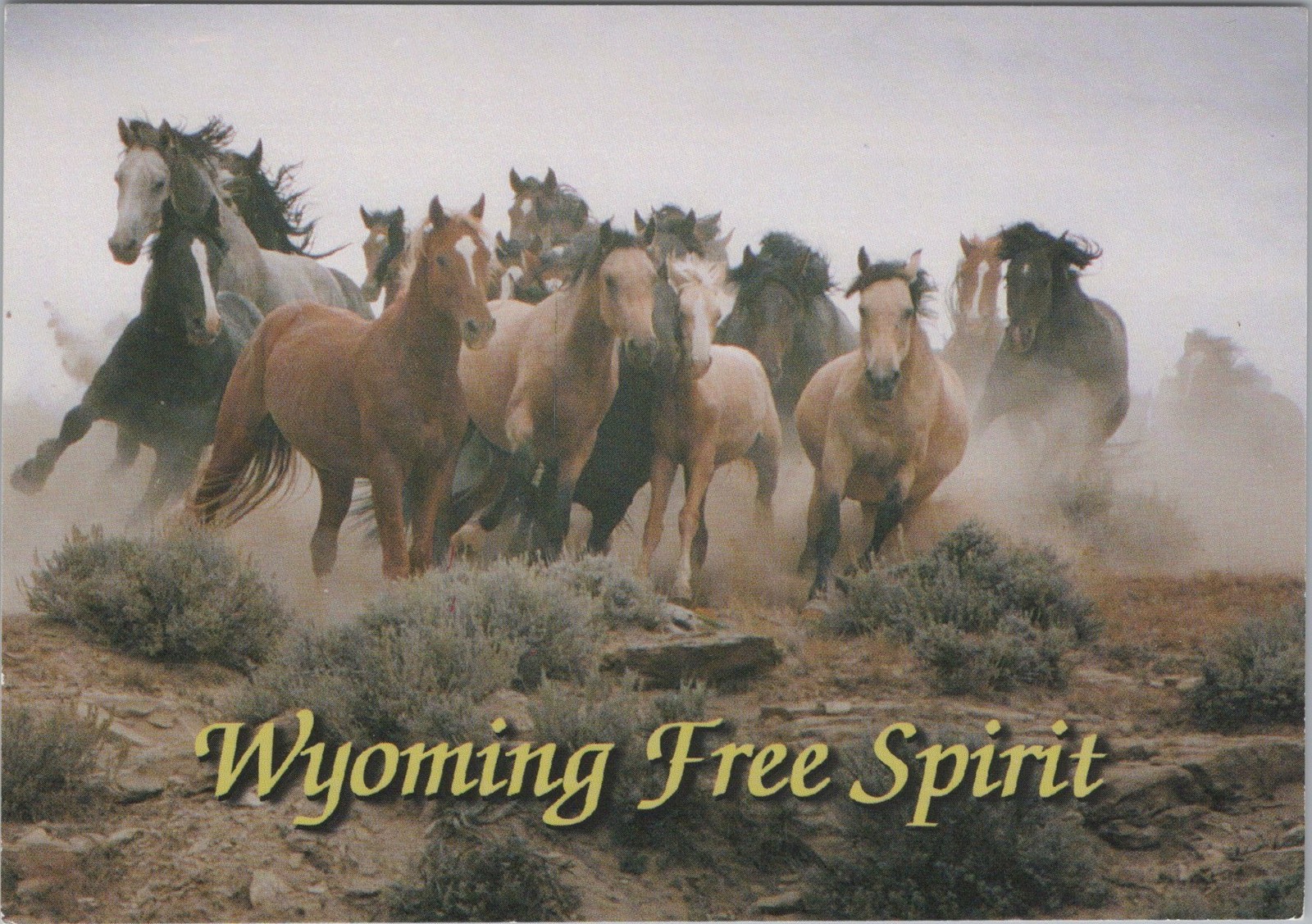 Wyoming Free Spirit WY Wild horses at McCullough Peak 4x6 Postcard