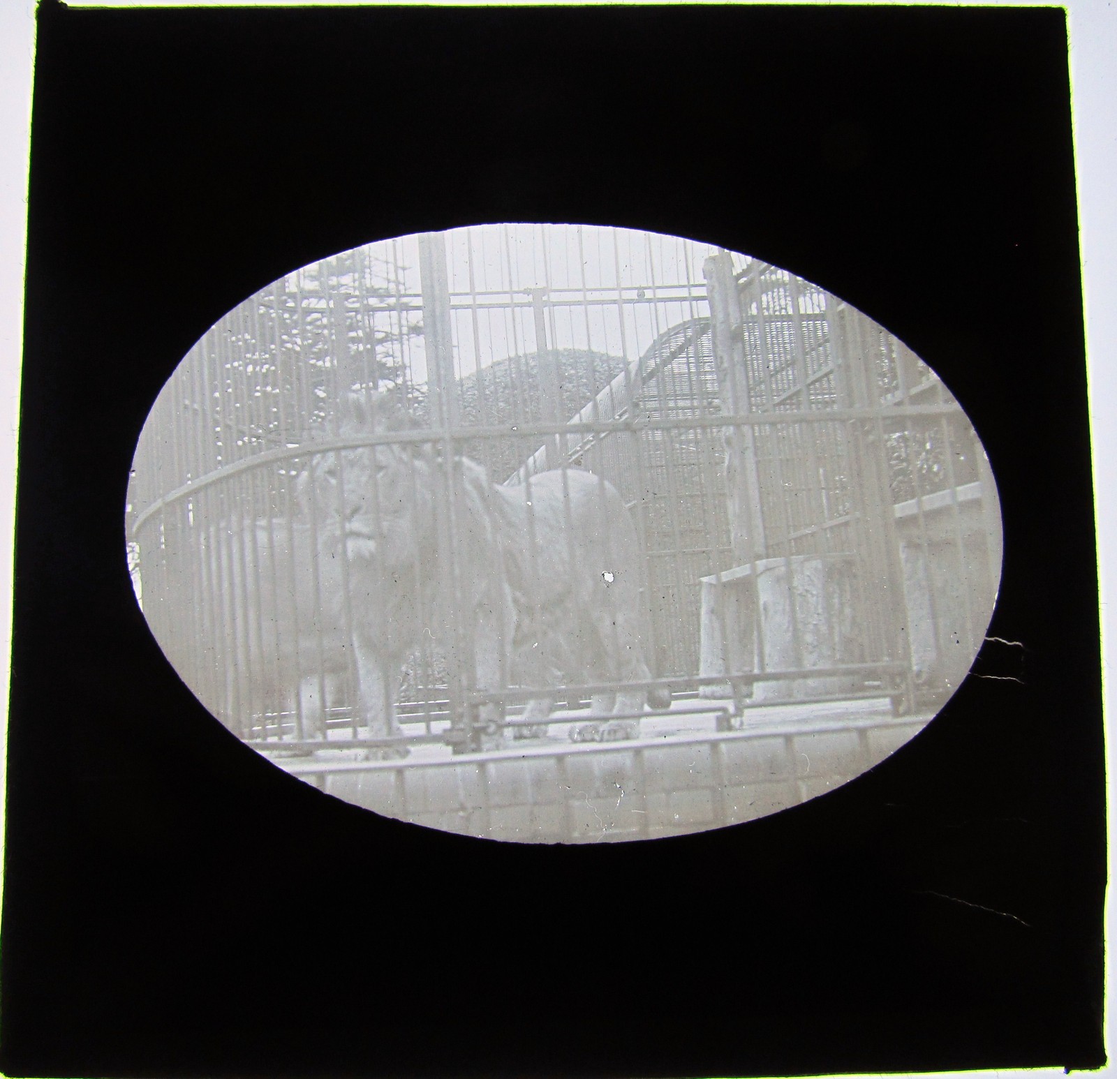 Glass Magic lantern slide LION AT THE ZOO  C1910 
