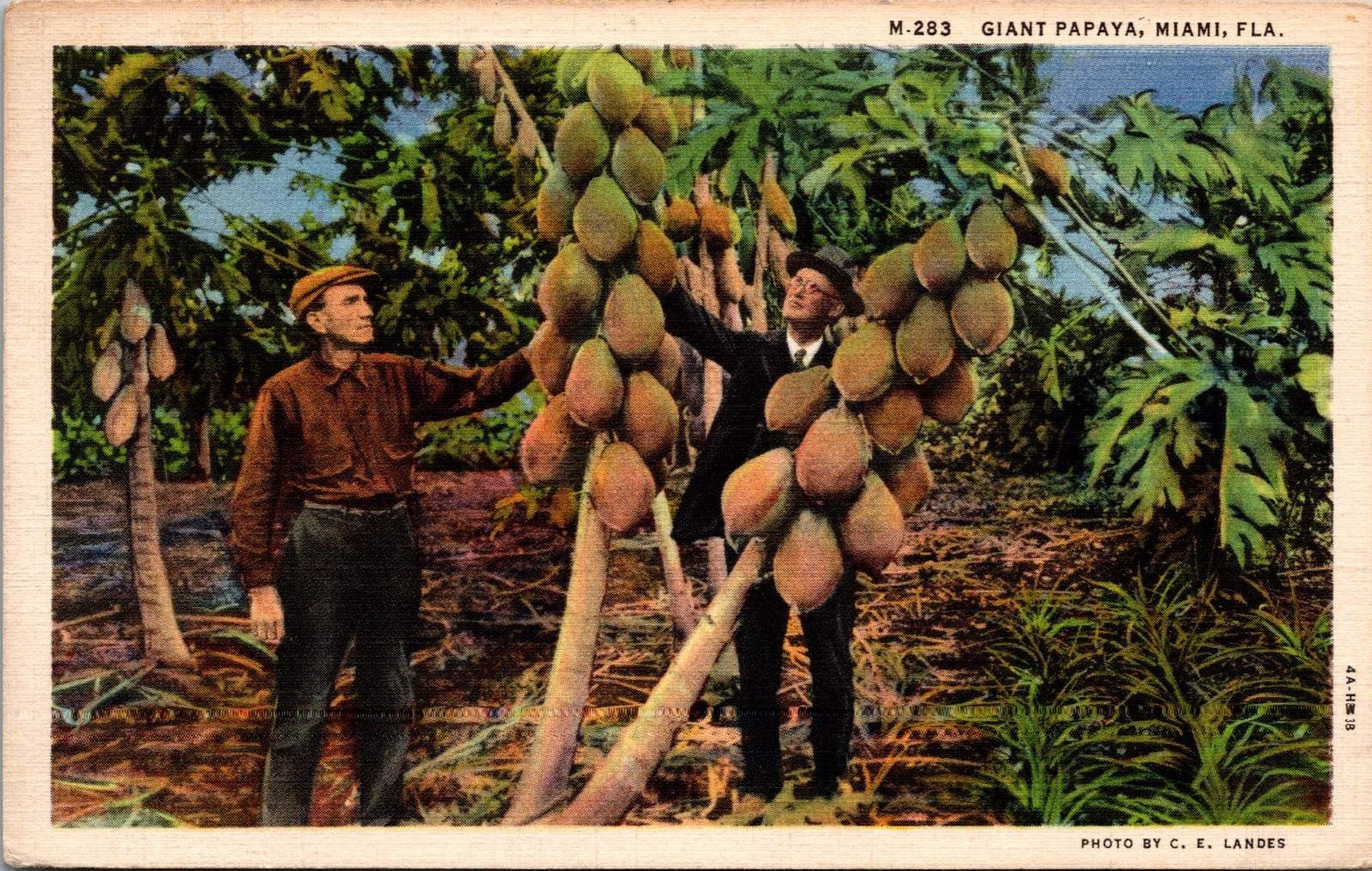 Giant Papaya Miami Florida Linen Postcard M-283 c1935