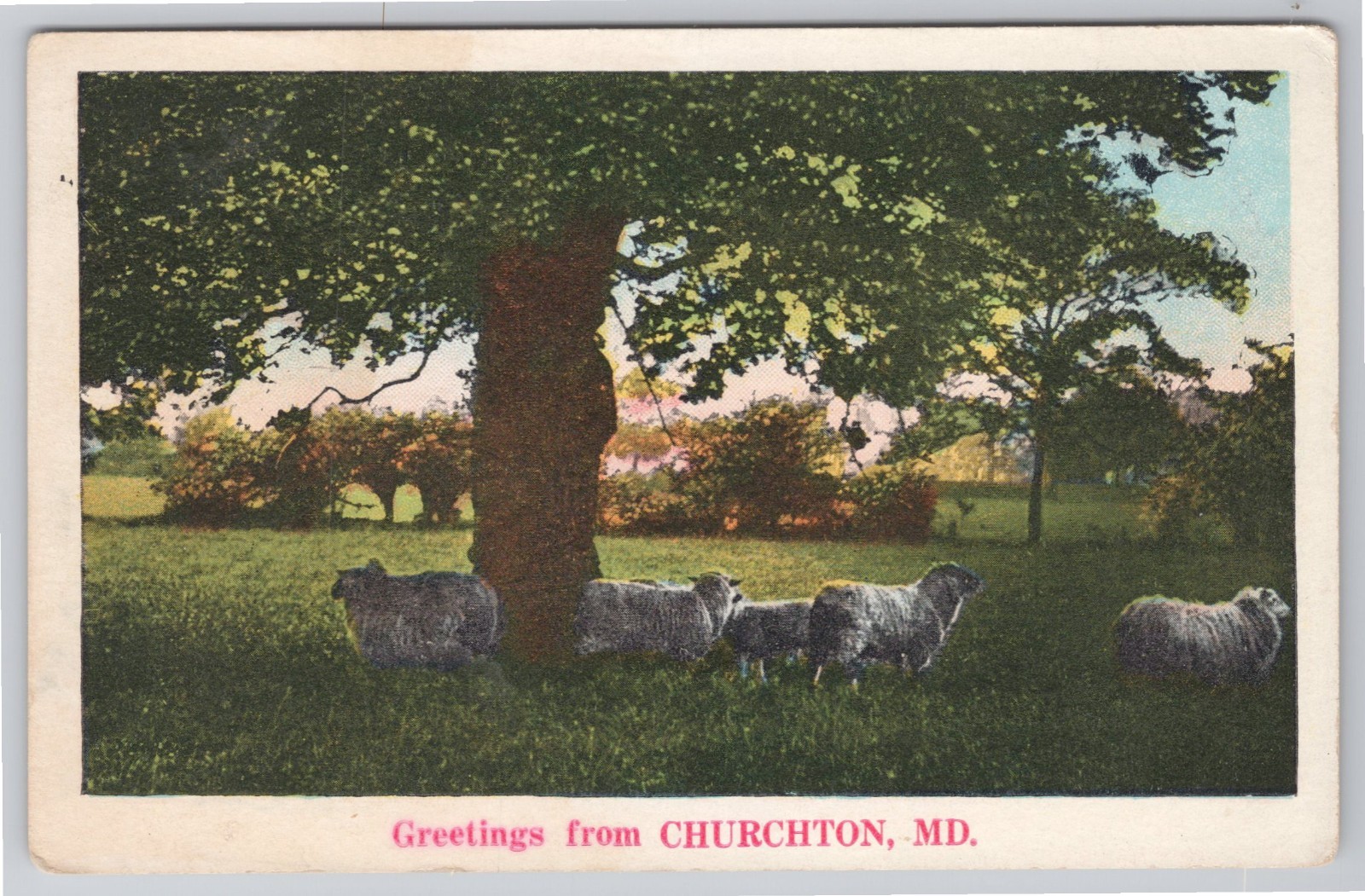 Postcard  Greetings from Churchton Maryland, Sheep Gathered Under Tree N-18