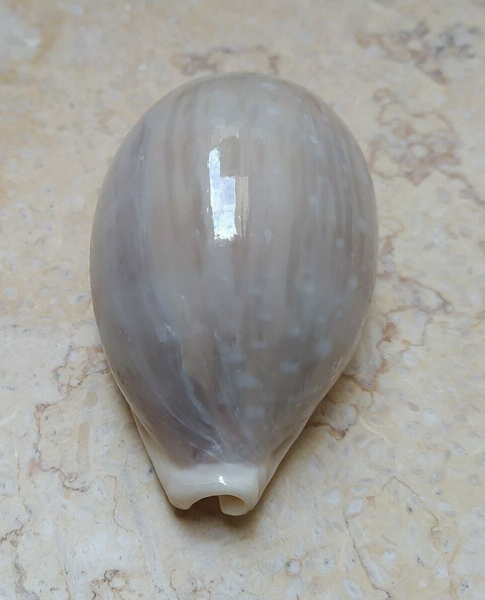 F Cypraea camelopardalis wow LARGE SIZE 82mm F+++ red sea shell superb lyncina