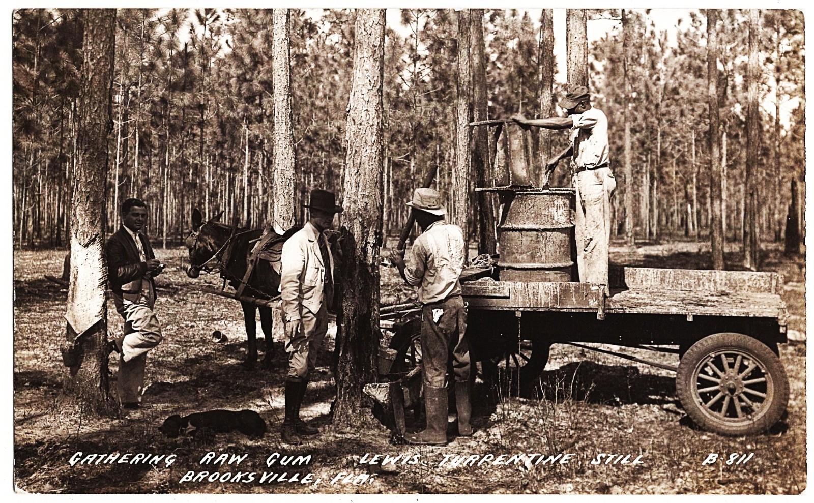 RPPC Brooksville FL - Gathering Raw Gum Lewis Turpentine Still 1930s postcard