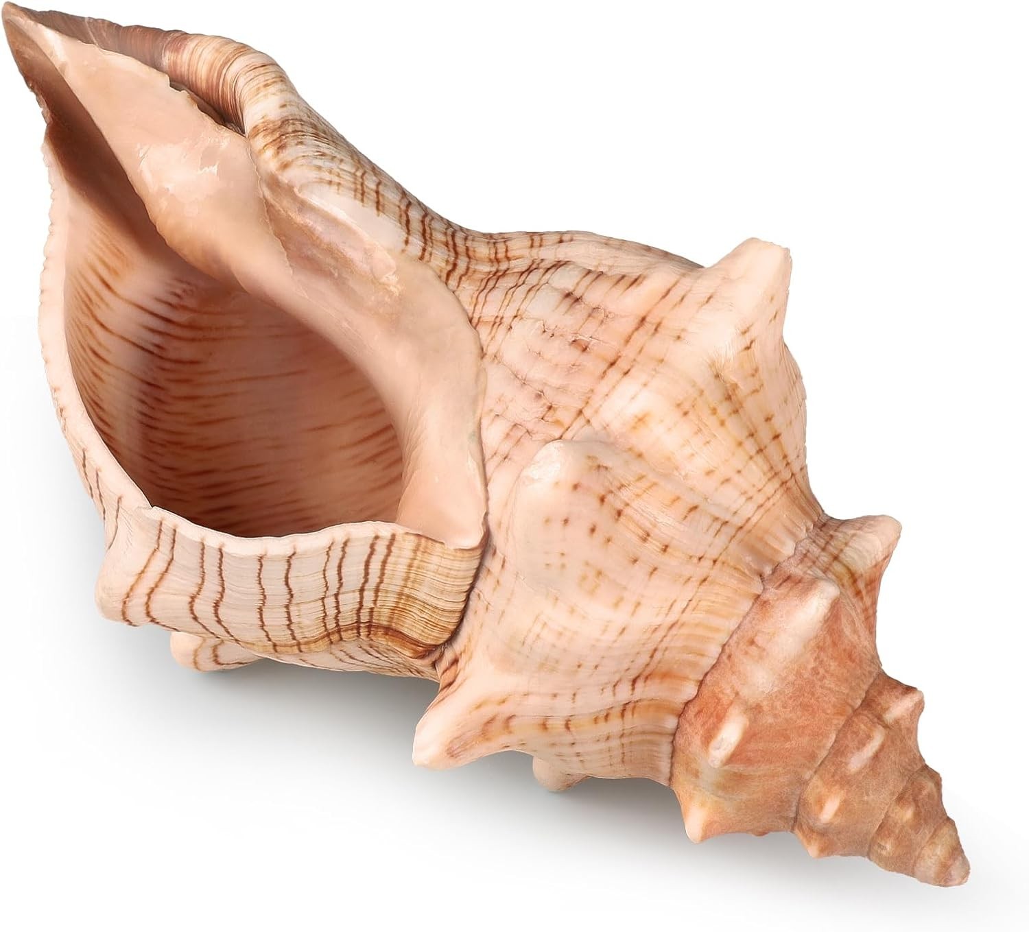 Giant Natural Conch Shell, Striped Fox Conch Seashell 6-7 Inches, Large Sea Shel