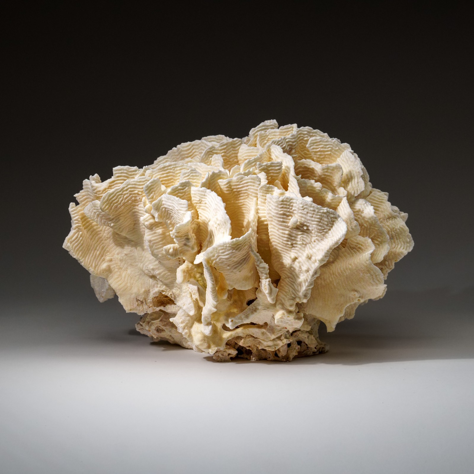 Genuine Lettuce Coral (8.5 lbs)