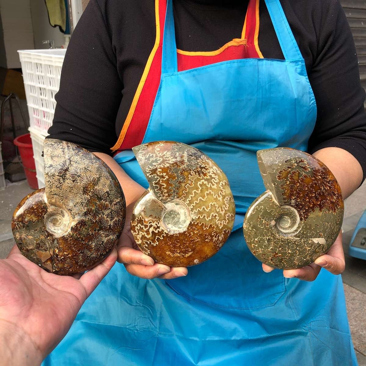 3pcs 3.87LB Natural Beautiful Ammonite Fossil Conch Crystal Specimen Healing
