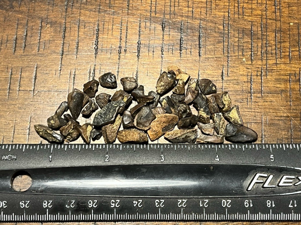 44 Triceratops Teeth Lance Formation WY Dinosaur Fossil
