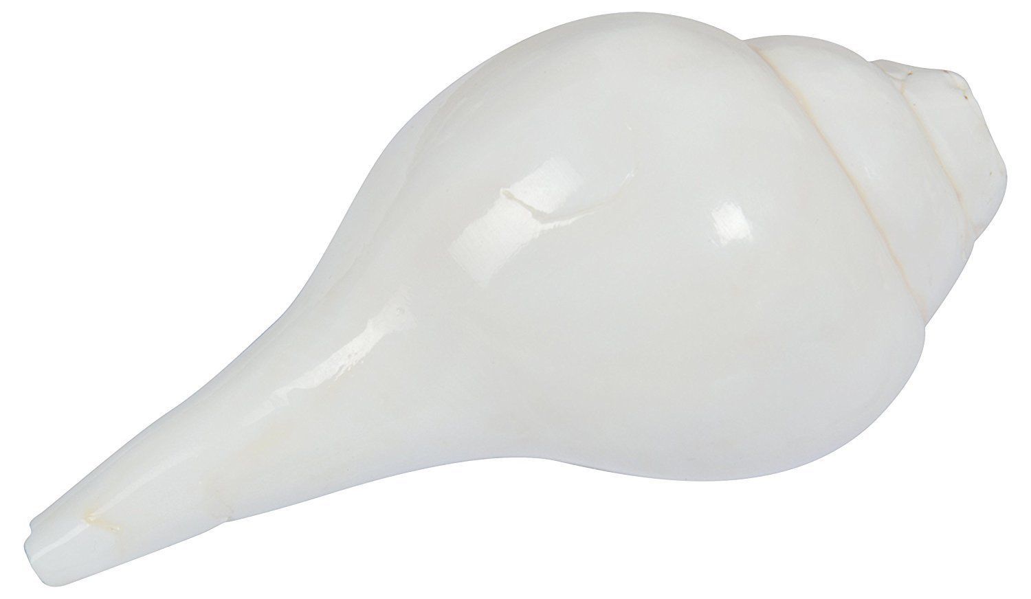 POOJA SOUND SHANKHA SHANKH CONCH SHELL 5 INCH  FOR HINDU DIVINE WORSHIP