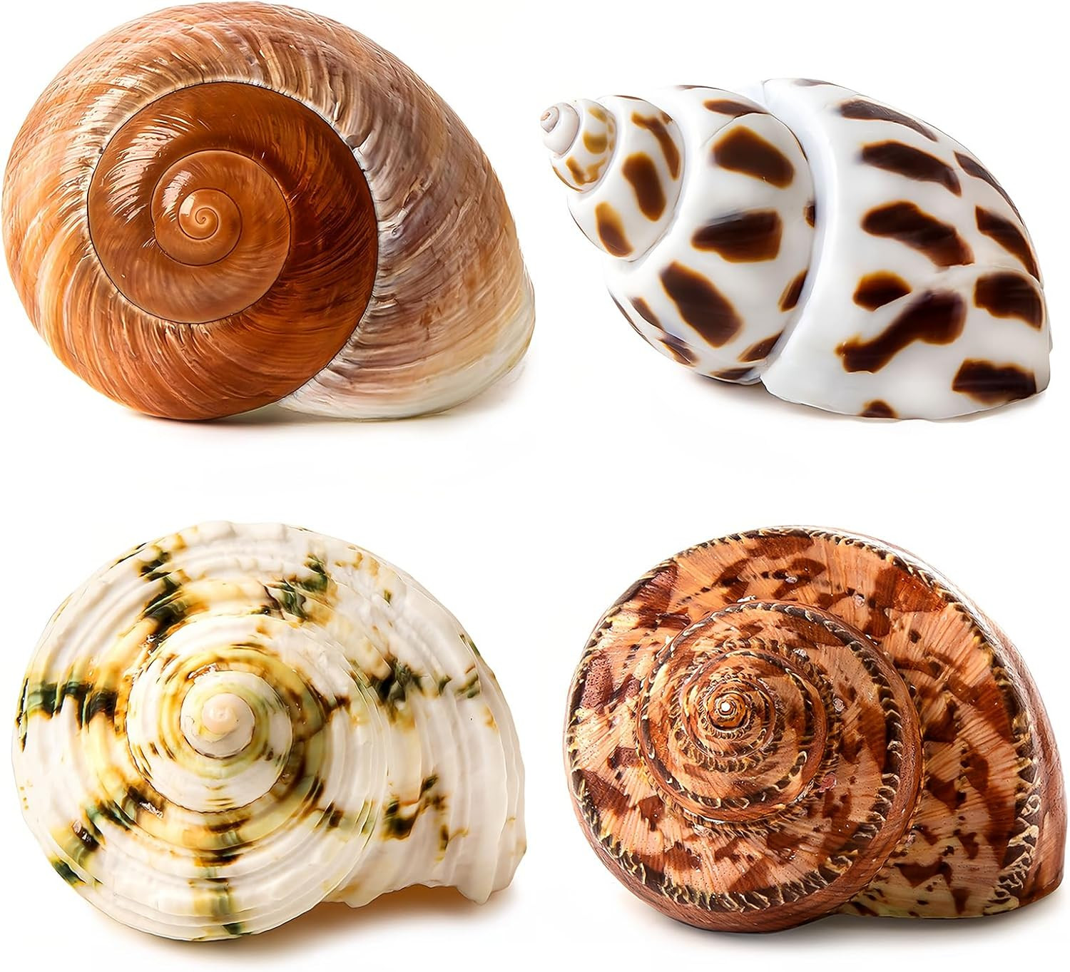 4 PCS Large Hermit Crab Shells 2~3.5Inch Natural Hermit Crab Shells