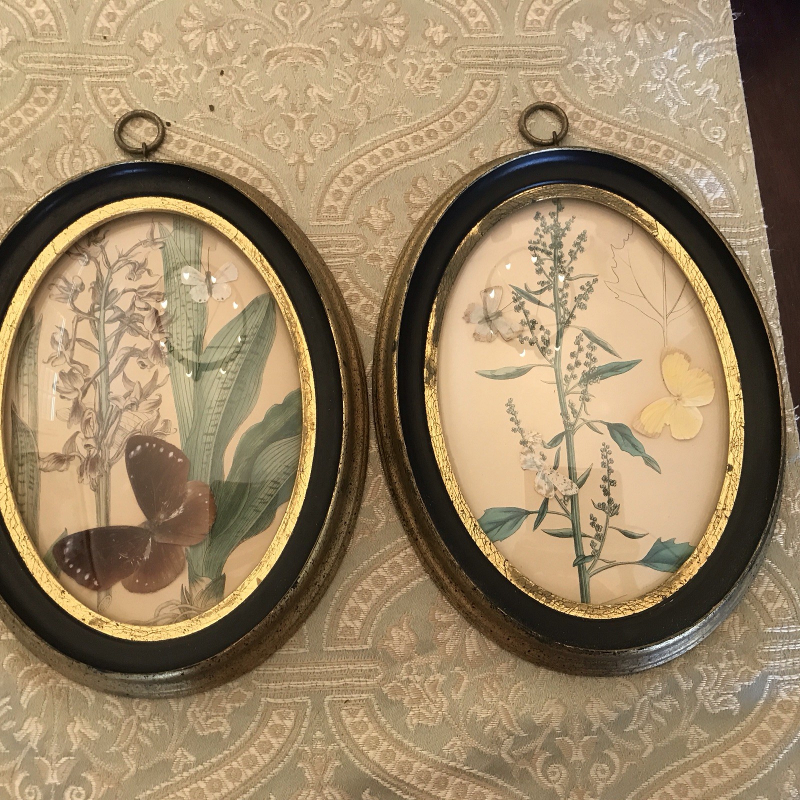 Vintage Clifford Art Studios Gold Wood Frame Curve Glass Real Butterfly Pictures