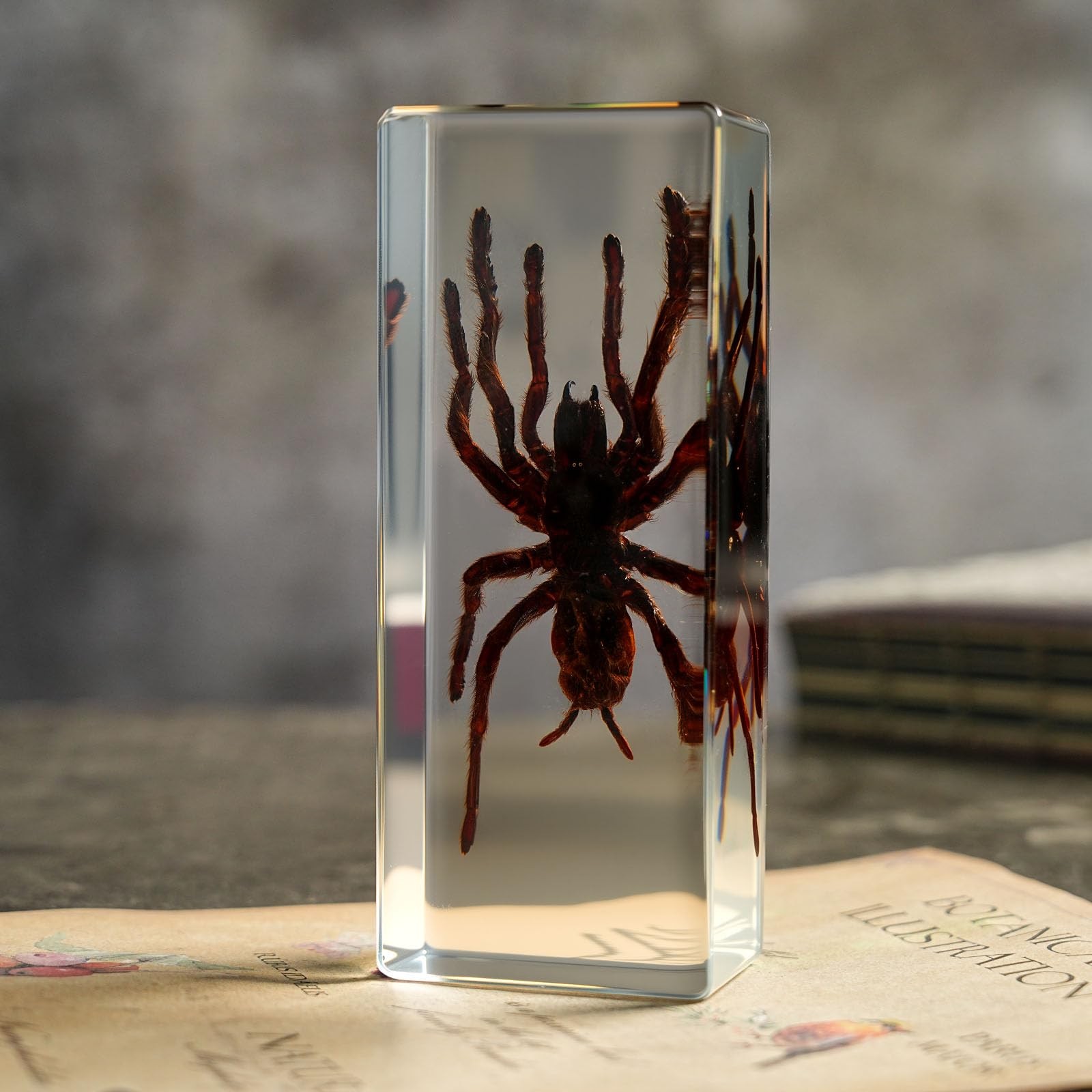 Taxidermy Tarantula Bird Spider Insect in Resin, 4.3 X 1.7 X 1 Inches Real Bug