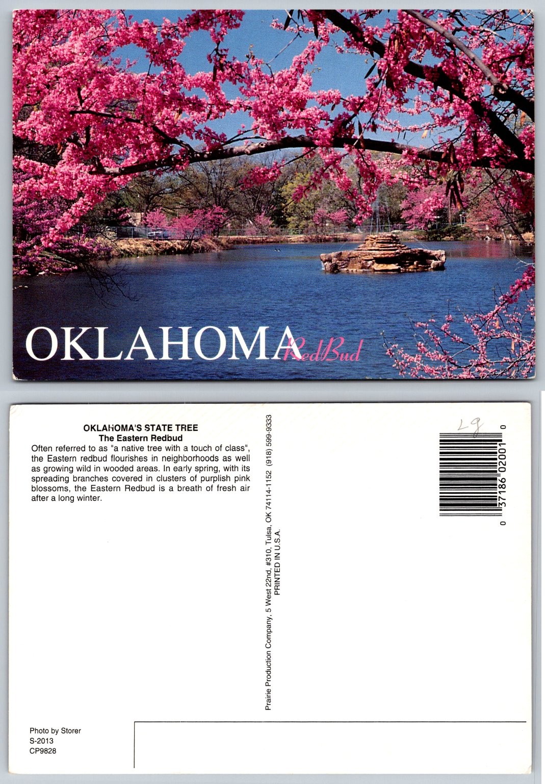Oklahoma Redbud State Tree Postcard - Spring Blossoms & Lake View