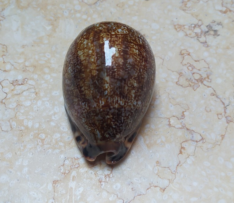 F Cypraea grayana large specimen red sea super glossy mauritia F++++F+++ 75.9mm