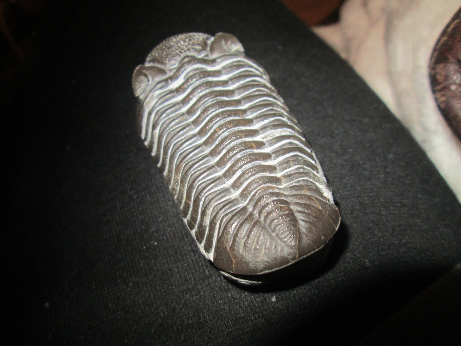 Phacops Rana Crassituberculatas trilobite -prone -Hard Limestone -Sylvania Ohio