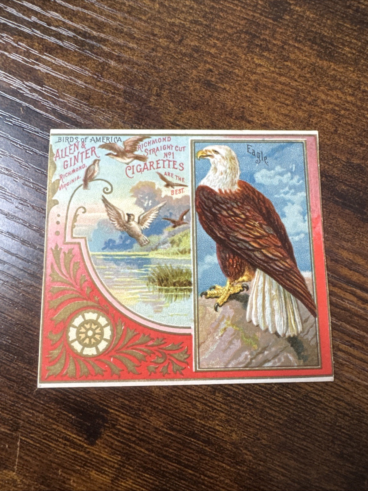 Rare 1890 N37 Birds America American Eagle Birds Gorgeous Color Scarce Grail