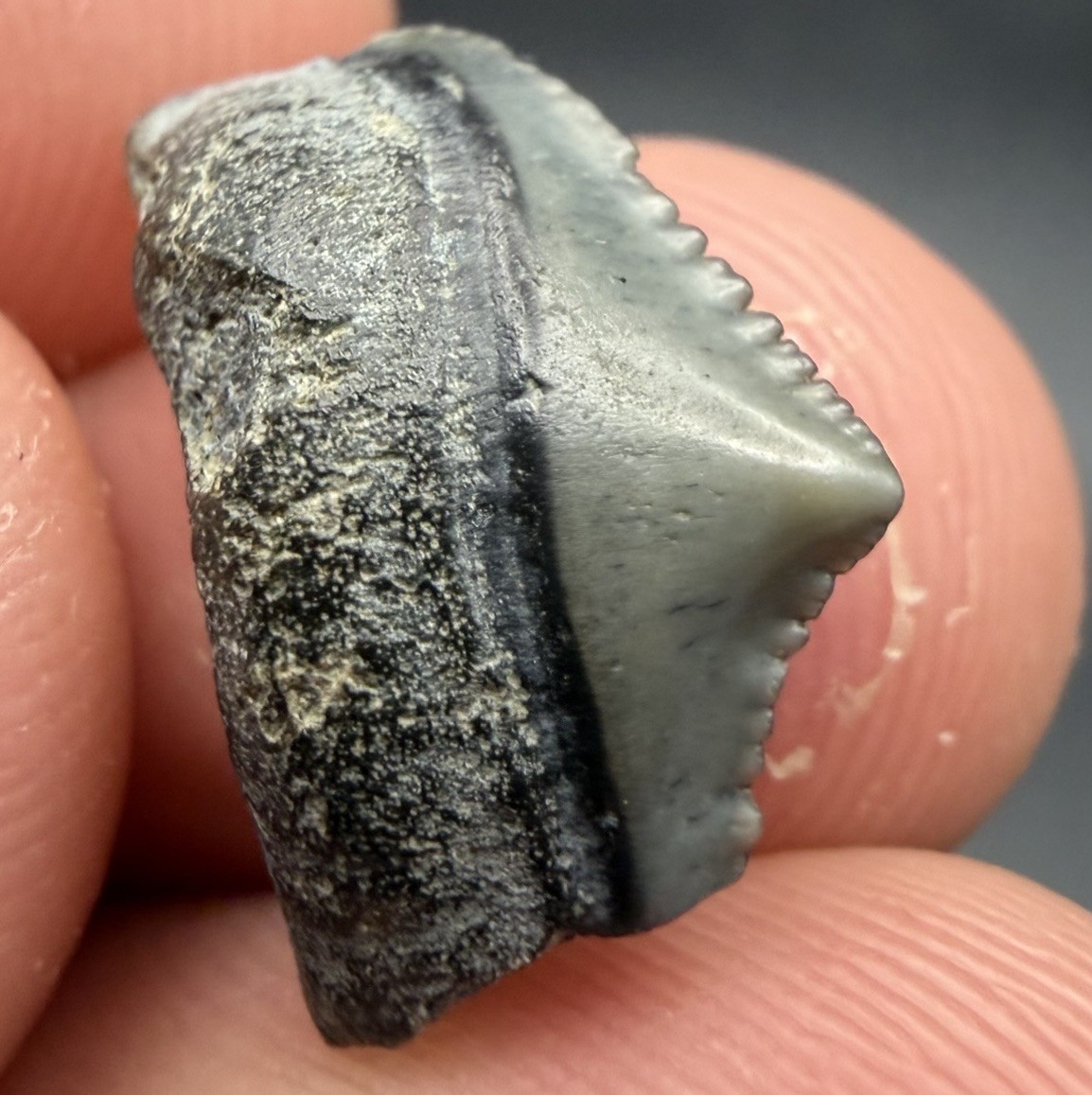 Baby Megalodon Shark Tooth RARE Juvenile Tooth 0.66” SWFL