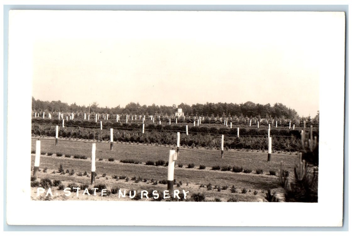 c1940\'s State Nursery Tree Farm View Mont Alto PA RPPC Photo Unposted Postcard