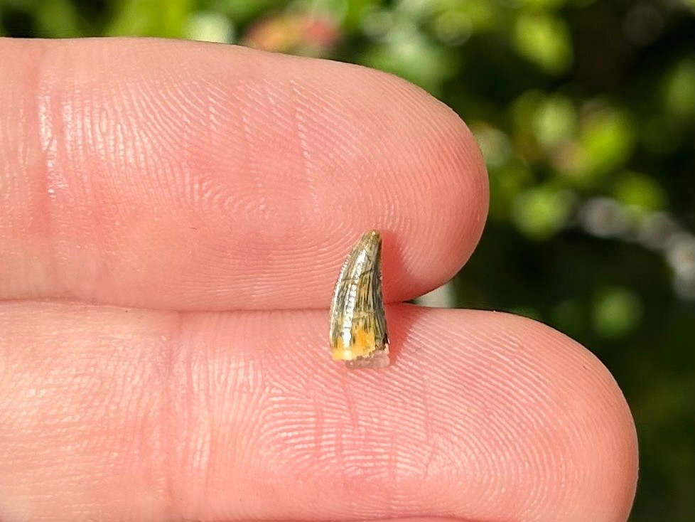 NICE Undescribed Dinosaur Tooth Fossil Raptor ? Morocco Kem Kem Theropod