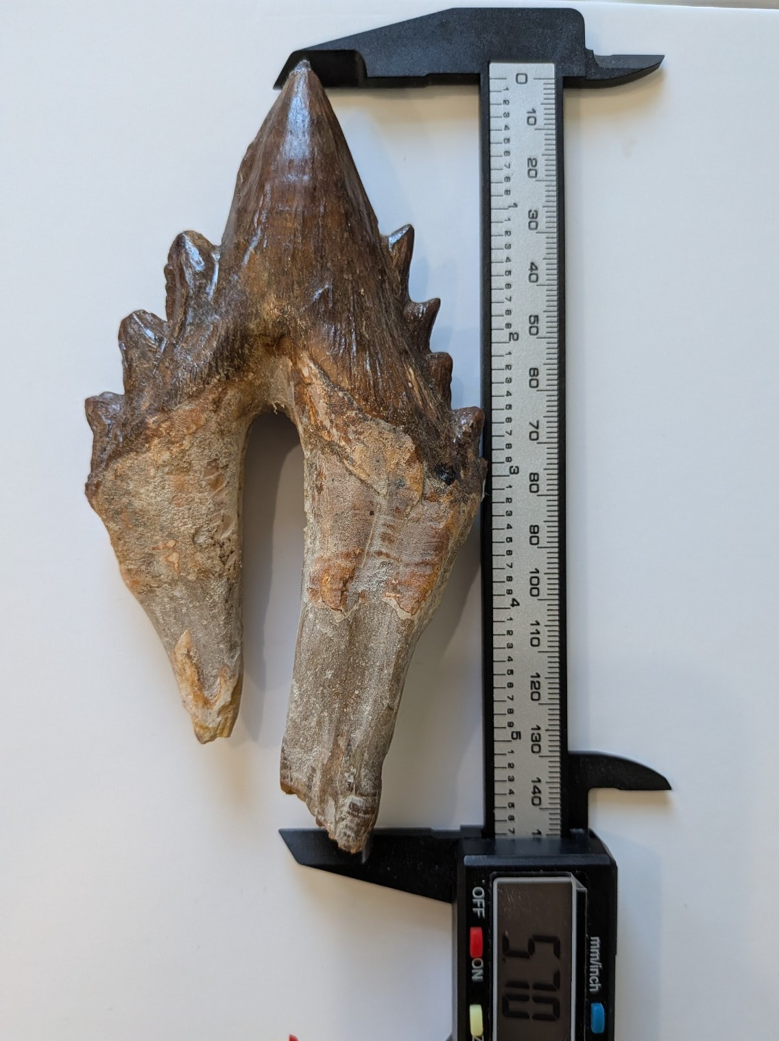 Monster Basilosaurus tooth, 5.7\