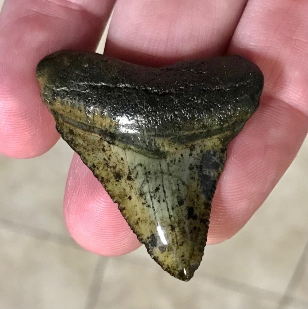 VERY PRETTY & RARER LOCATION - PEACE RIVER,FLORIDA - MEGALODON SHARKTOOTH FOSSIL