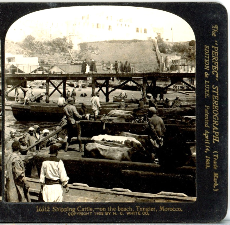 MOROCCO, Tangier, Shipping Cattle On The Beach--H.C. White Stereoview A108