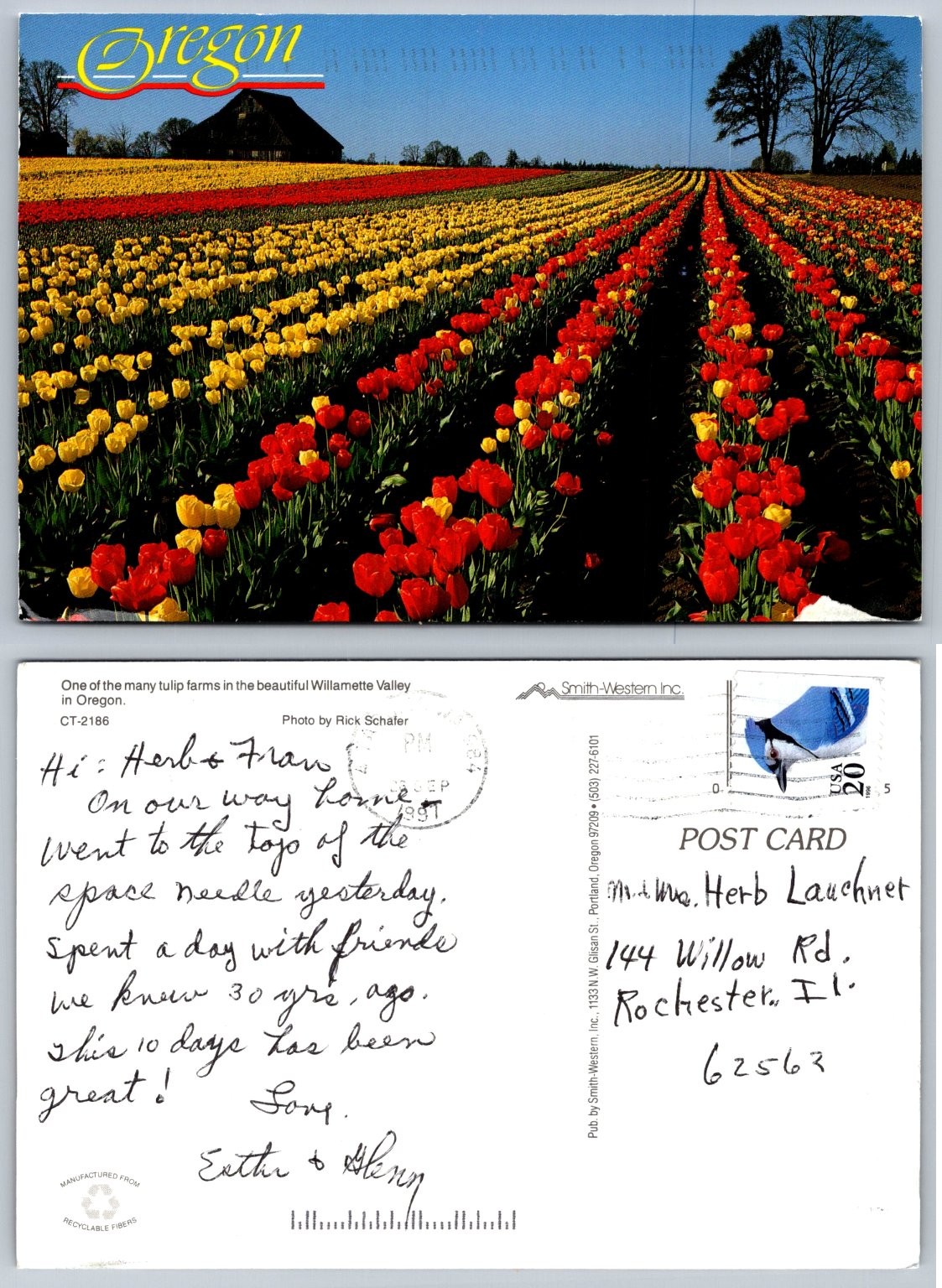 Oregon Willamette Valley Tulip Farm Postcard 1997 Smith-Western Chrome