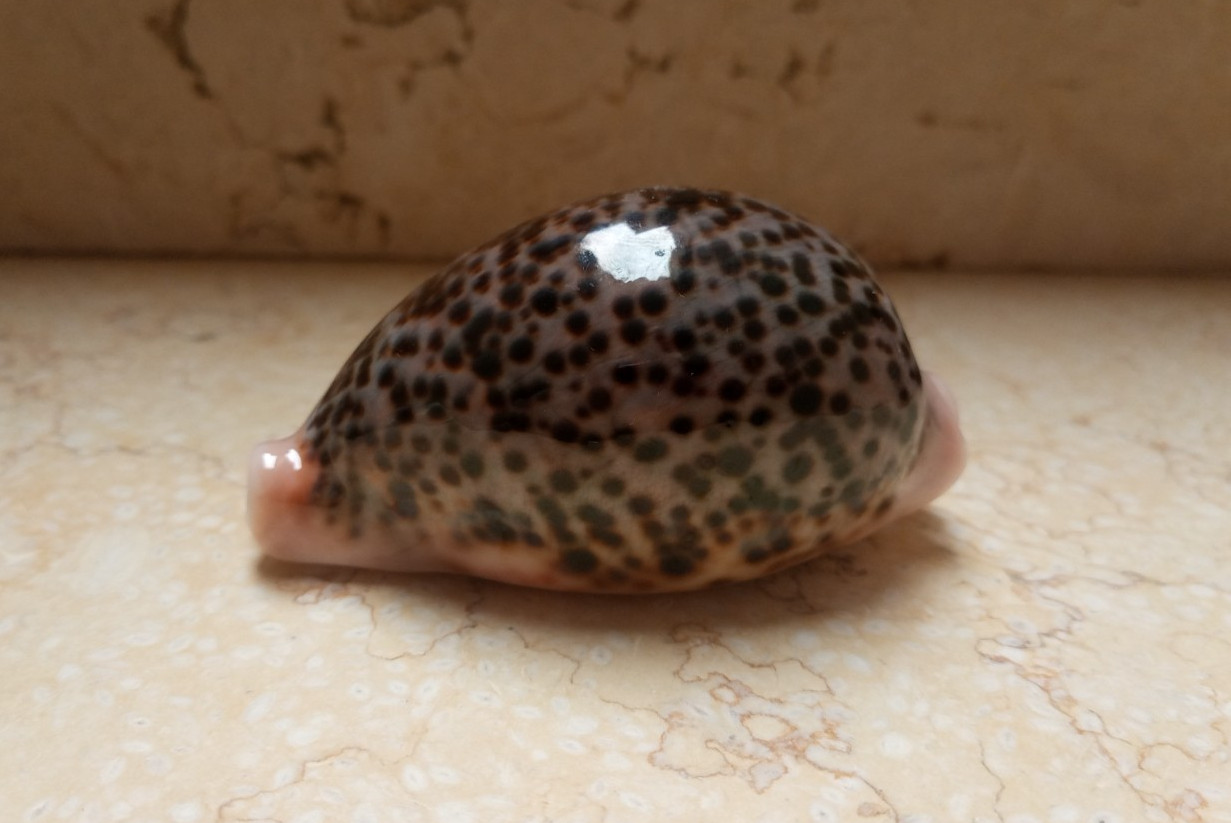 Cypraea pantherina GEM wow color 90 mm F++++ red sea shell super natural glossy