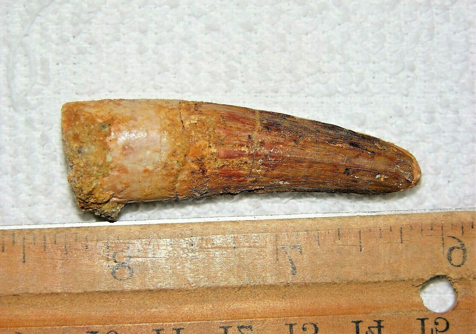 2 INCH LONG SPINOSAURUS TOOTH DINOSAUR REAL FOSSIL SPINOSAUR JURASSIC WORLD NICE