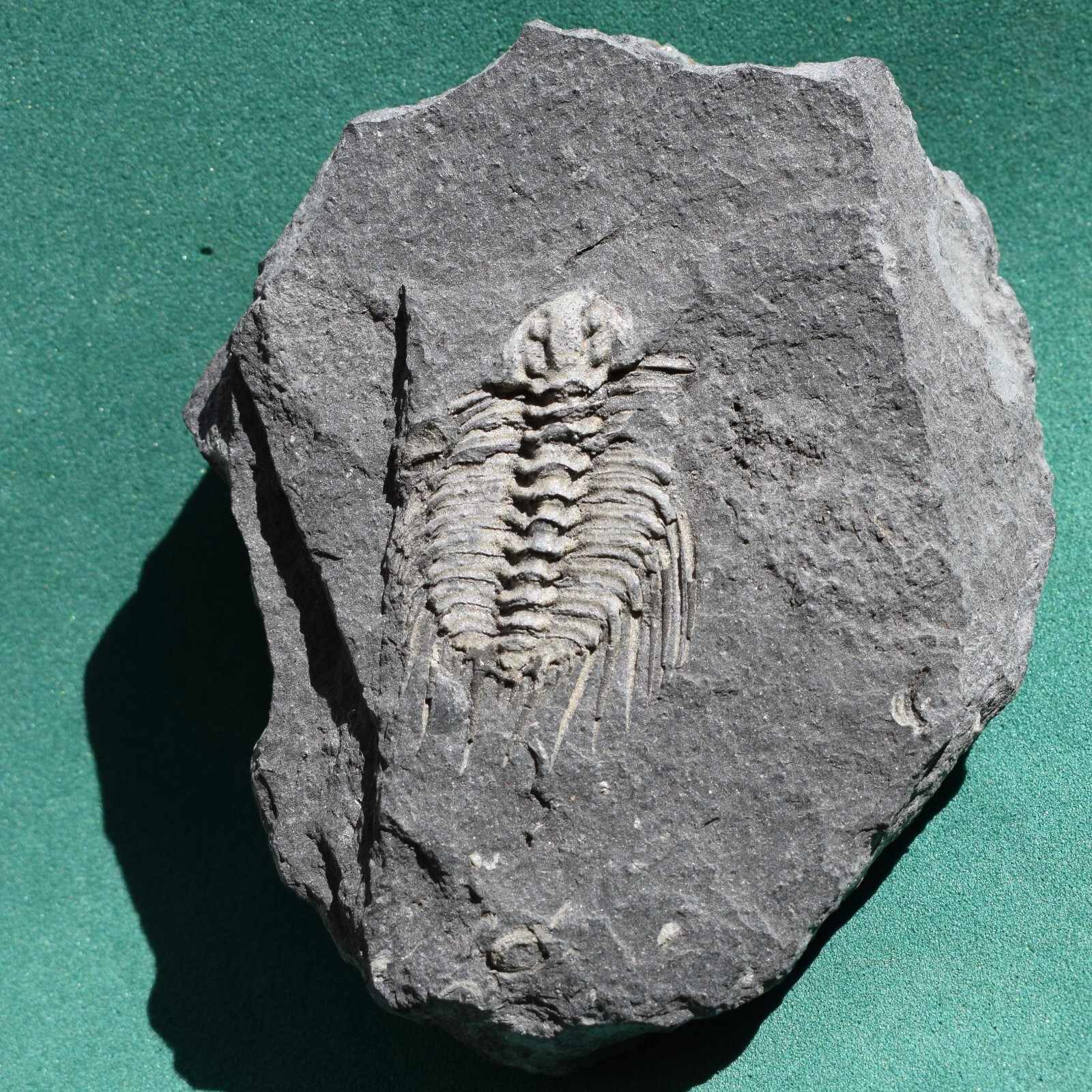 Ultra rare trilobite, Leonaspis chacaltayana: Bolivia Silurian trilobite fossil