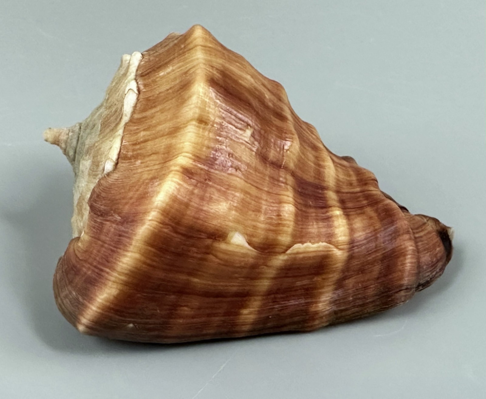 Rhinovasum triangulare 74.7mm GIANT Near GEM South Africa with Operculum Data
