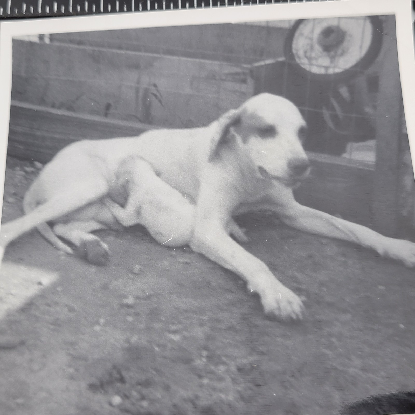 Photo Mother Dog Nursing Her Puppy Vintage