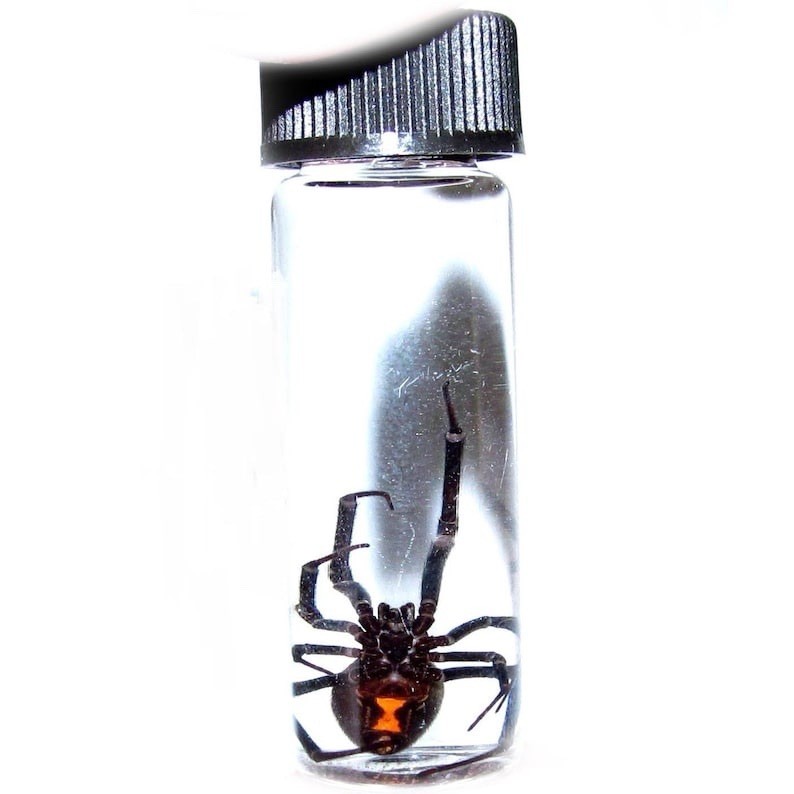 LATRODECTUS sp. wet specimen BLACK WIDOW PRESERVED SPIDER 2in VIAL